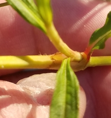 Persicaria lapathifolia