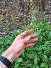 Valeriana californica
