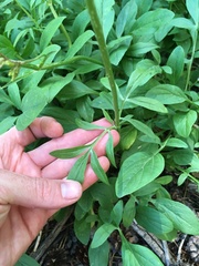 Valeriana californica