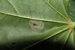 Phyllonorycter geniculella