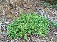 Valeriana californica