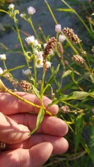 Persicaria lapathifolia
