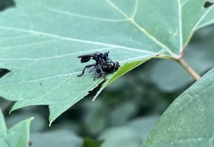 Laphria canis