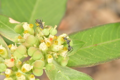 Camponotus rufoglaucus