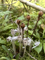 Monotropa uniflora