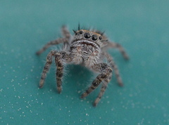Phidippus comatus