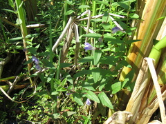 Scutellaria galericulata