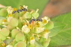 Camponotus rufoglaucus