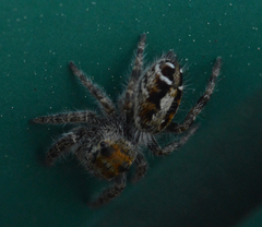 Phidippus comatus
