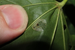 Phyllonorycter geniculella