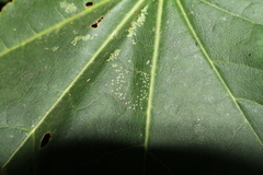Phyllonorycter geniculella