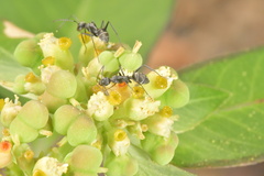 Camponotus rufoglaucus