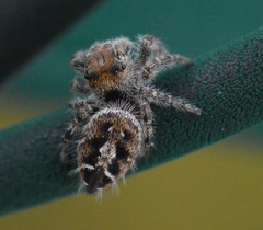 Phidippus comatus