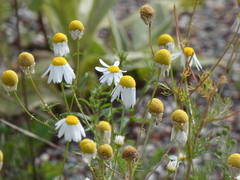 Tripleurospermum inodorum
