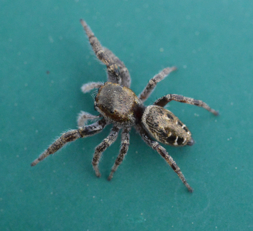 Metaphidippus manni