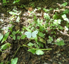 Leptosia nina