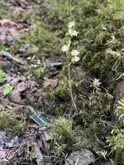 Goodyera oblongifolia