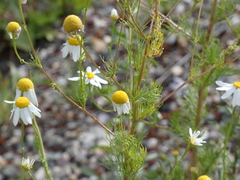 Tripleurospermum inodorum