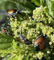Popillia japonica