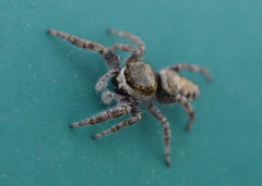 Metaphidippus manni