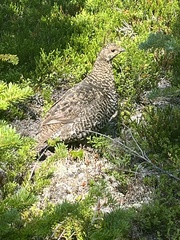 Canachites canadensis