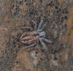 Philodromidae