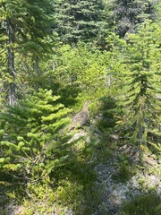 Canachites canadensis