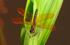 Perithemis tenera
