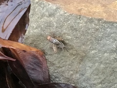 Allonemobius fasciatus