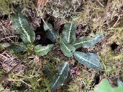 Goodyera oblongifolia