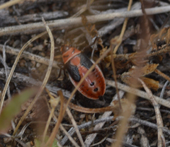 Lygaeus kalmii