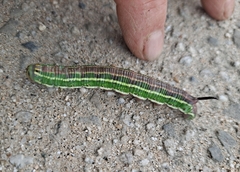 Sphinx morio arestus