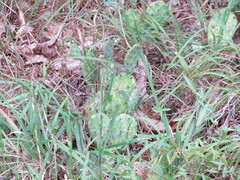 Opuntia cespitosa