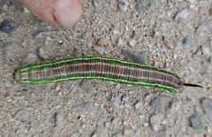 Sphinx morio arestus