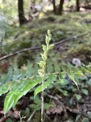 Goodyera oblongifolia