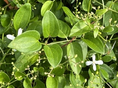 Clematis terniflora