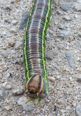 Sphinx morio arestus