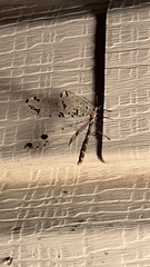 Dendroleon obsoletus