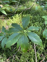 Lysimachia borealis