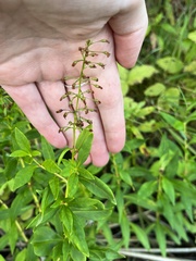 Lysimachia terrestris