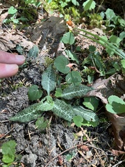 Goodyera oblongifolia