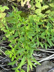 Lysimachia terrestris