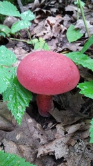Baorangia bicolor