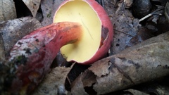 Baorangia bicolor
