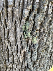 Flavopunctelia flaventior