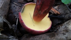 Baorangia bicolor