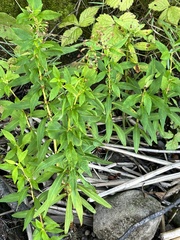 Lysimachia terrestris
