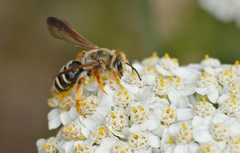 Andrena prunorum