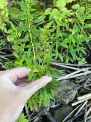 Lysimachia terrestris