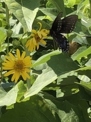 Papilio troilus
